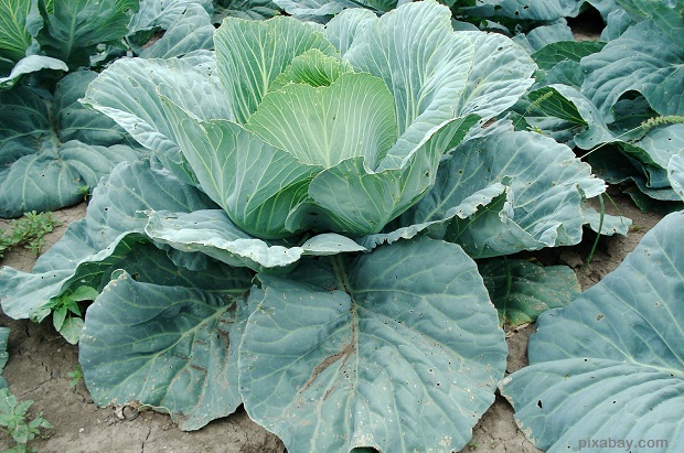 cabbage