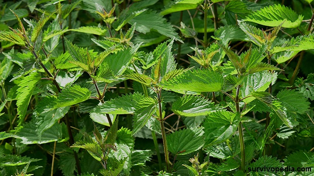 stinging-nettle