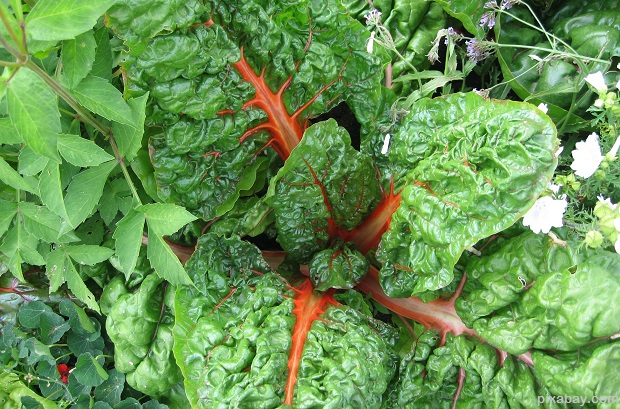 chard