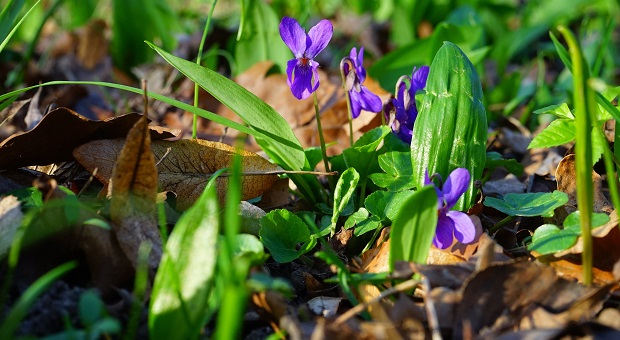 spring edible