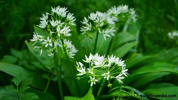 wild garlic