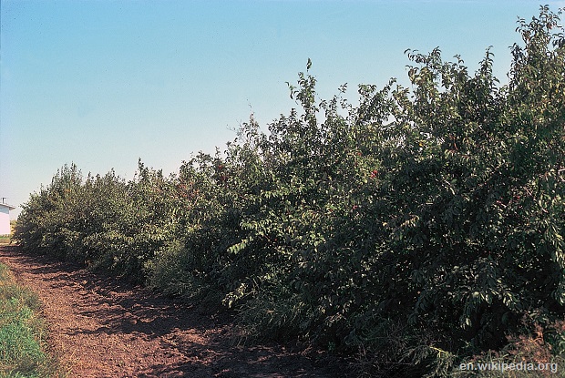 American Plum