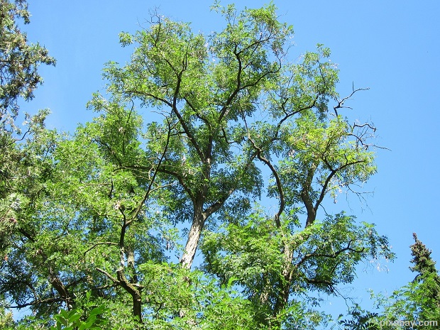 Black Locust