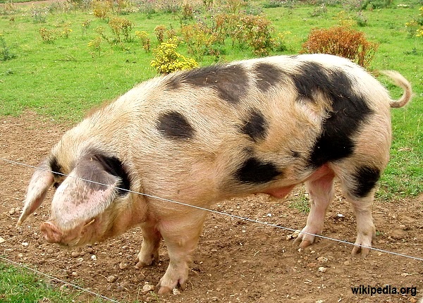 Gloucester_Old_Spot_Boar