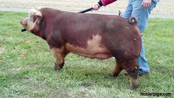 Hereford-sow