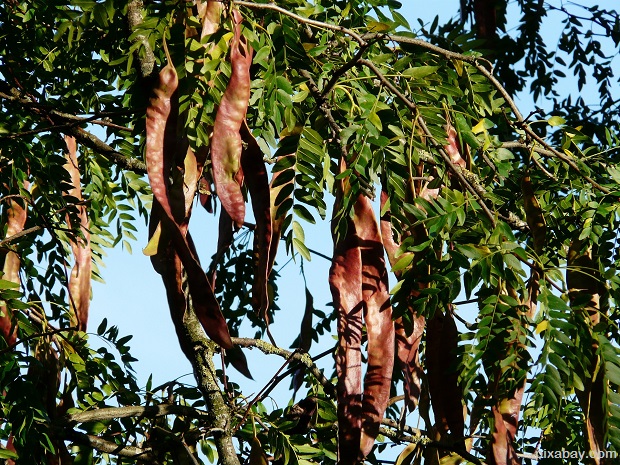 Honey Locust 