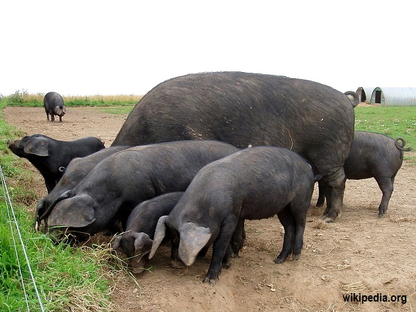 Large_Black_pigs