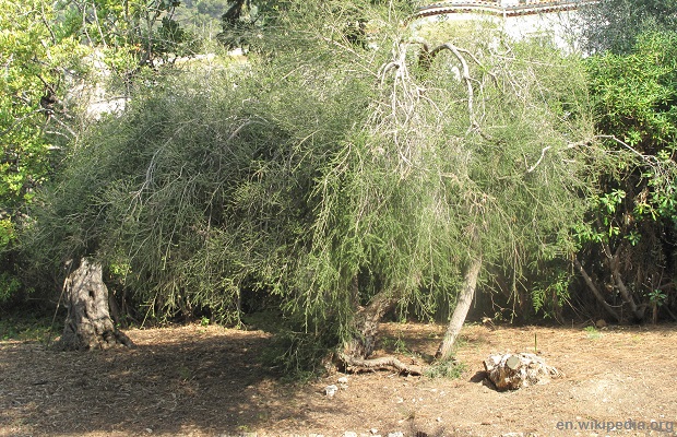 Melaleuca_alternifolia_(Maria_Serena) wiki