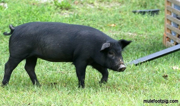 Mulefoot-pig