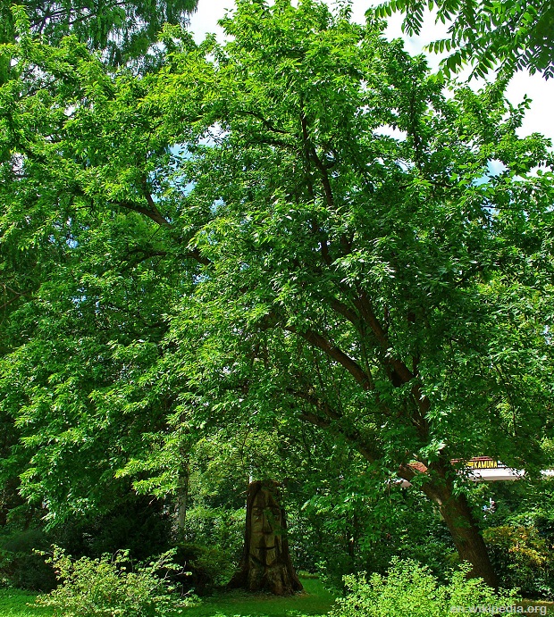 Osage Orange