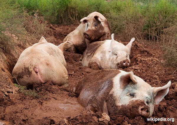 Yorkshire_pigs_at_animal_sanctuary