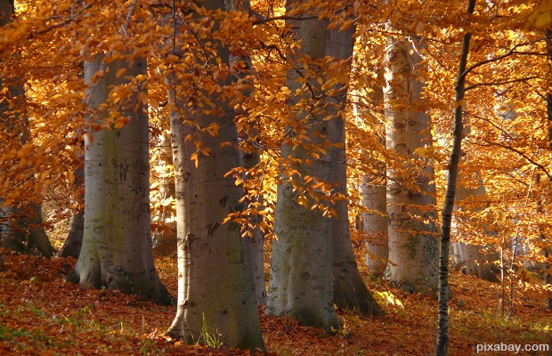 beech tree