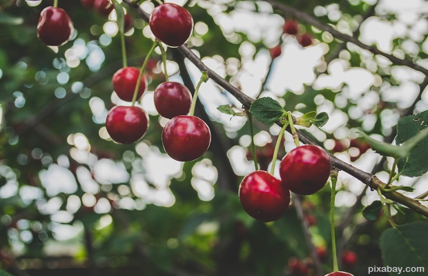 cherries