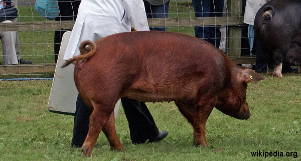 duroc