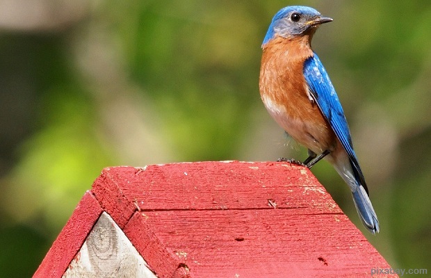 eastern bluebird