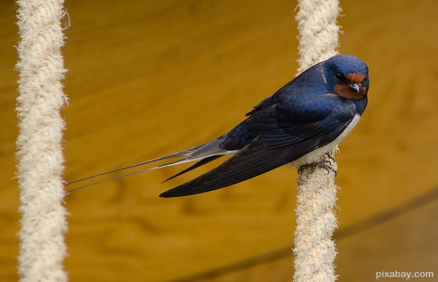 swallow