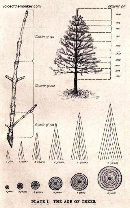 tree age