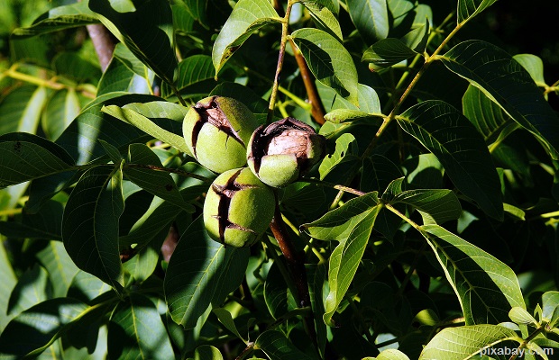 tree-nut