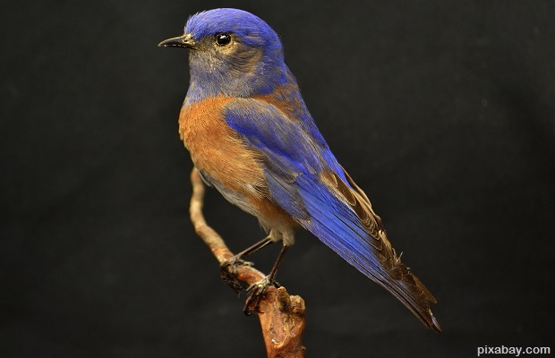 western bluebird