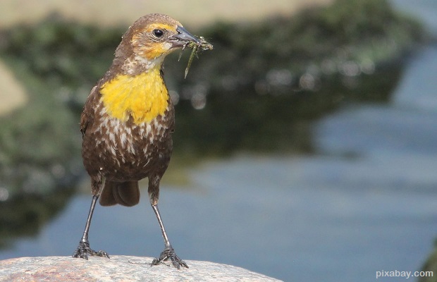 western meadowlark