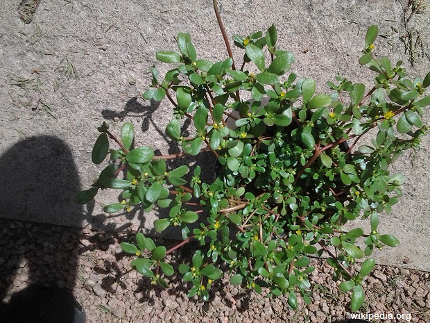 Purslane