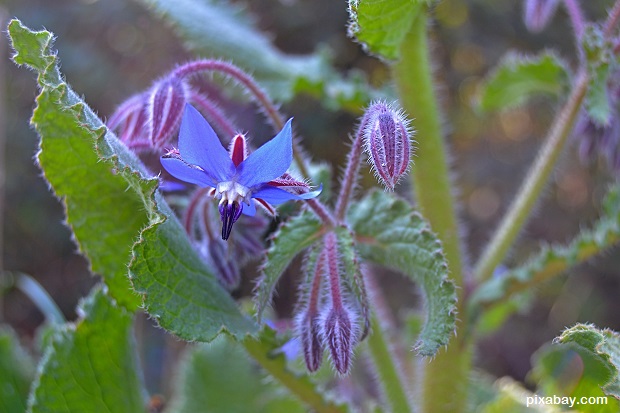 borage