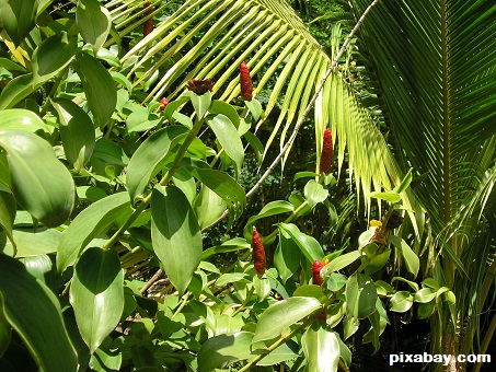 pepper plant