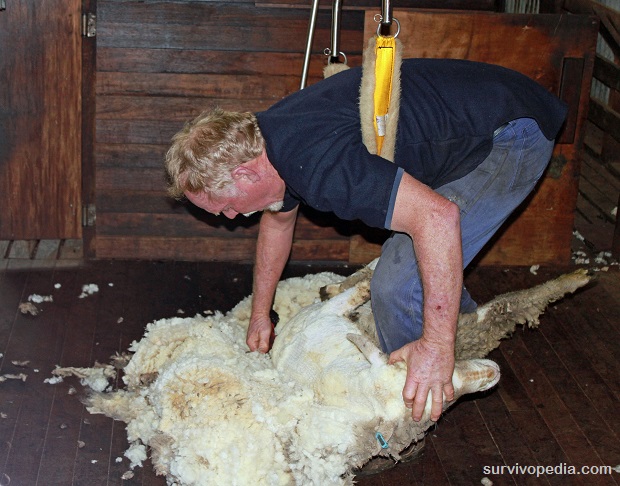 sheep-shearing