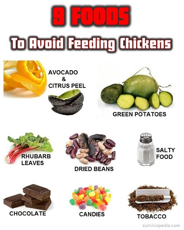 Survivopedia: 9 Foods to Avoid Feeding Chickens