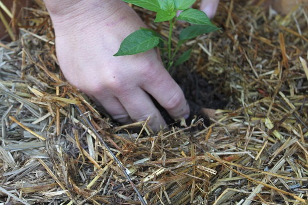 mulching