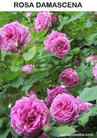 rosa damascena