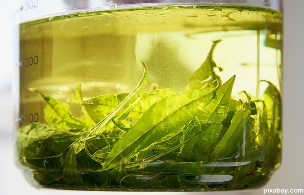 herb tea herb