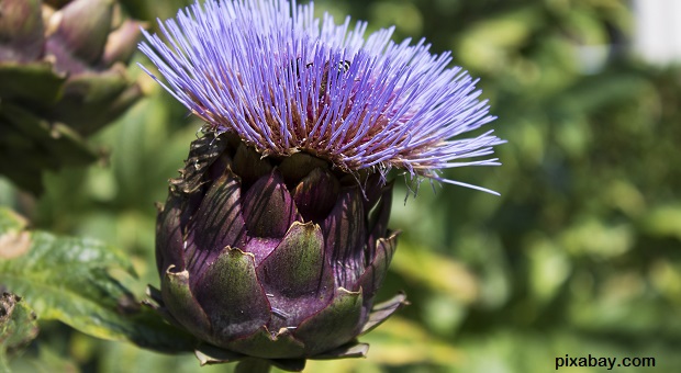 artichockes