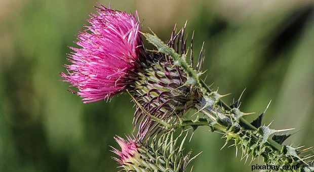 thistle