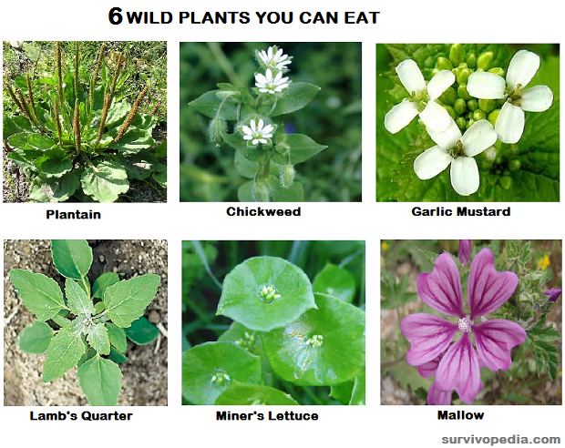 6-EDIBLE-PLANTS