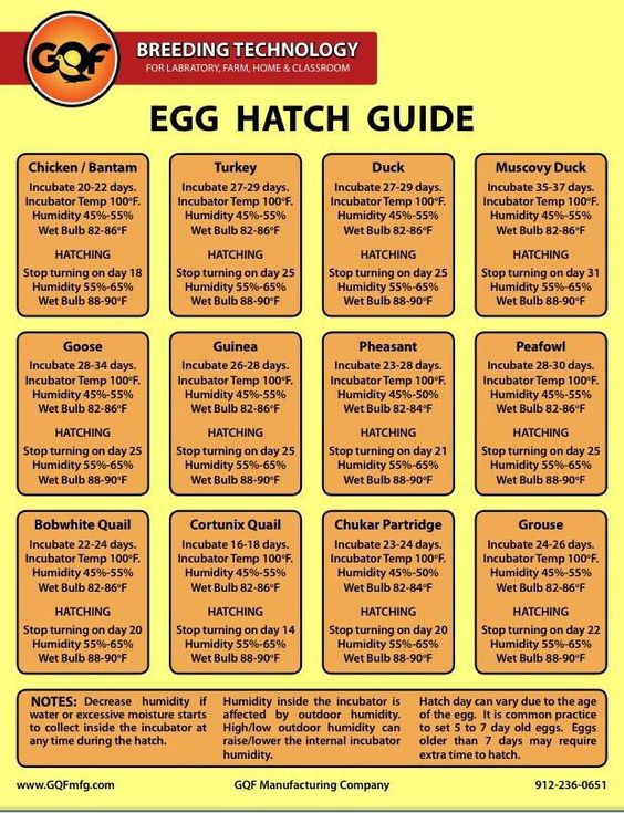 hatching eggs