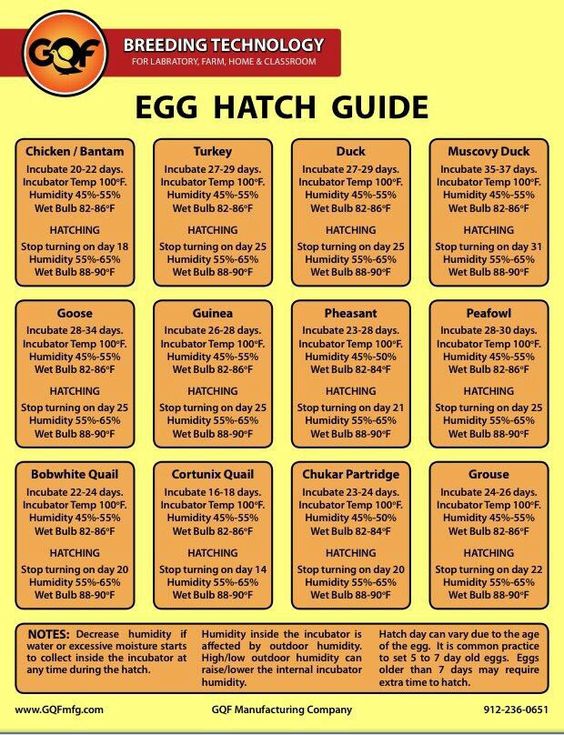 Prepper Project: 5 Ways To Build A Chicken Incubator ...