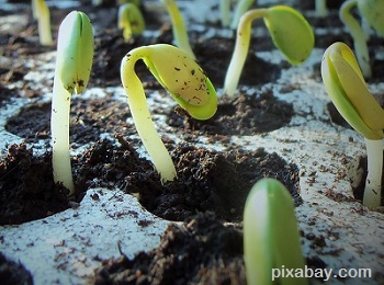 seedlings