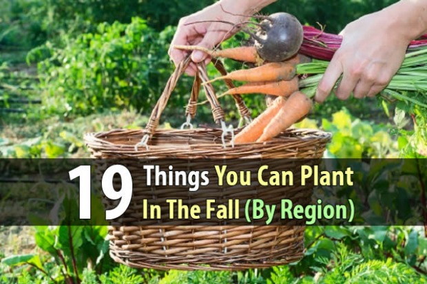19-things-you-can-plant-in-the-fall-by-region-wide-1