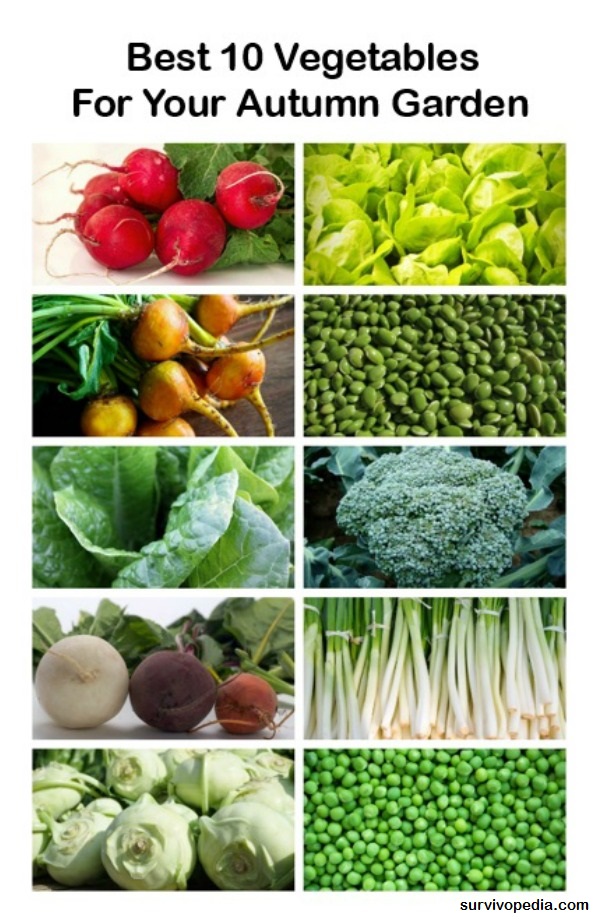 Autumn Vegetables