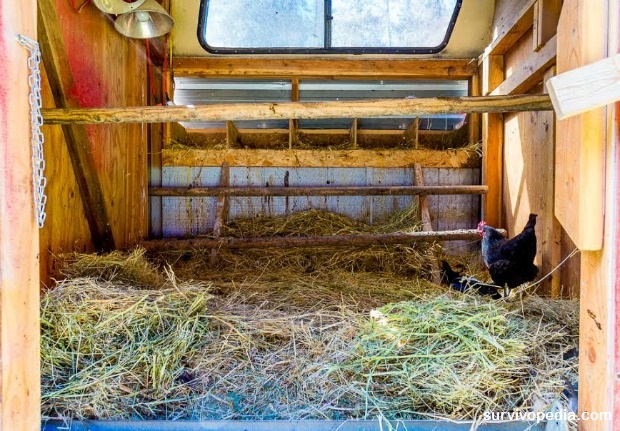 Chicken coop winter 