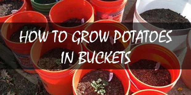 growing-potatoes-in-buckets-logo