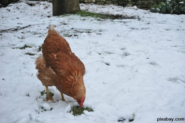 Hen Feeding During Winter 