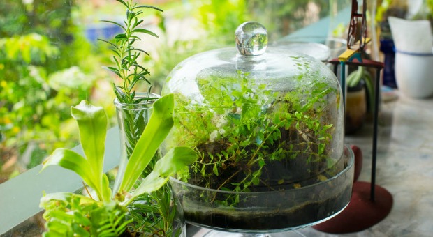 Terrarium