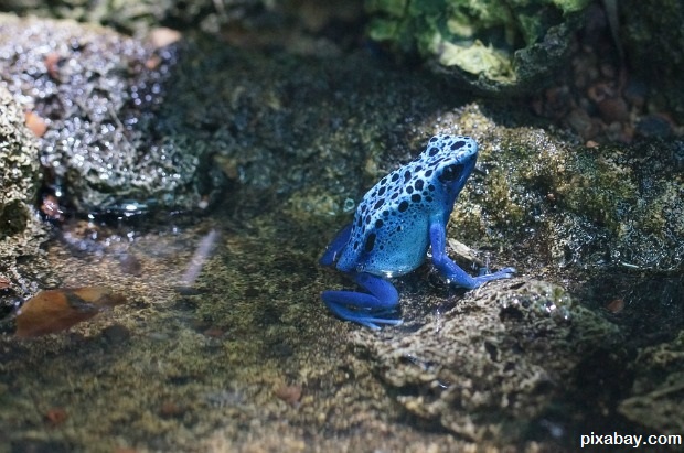 Poison Frog 