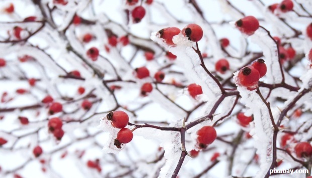 rose-hips