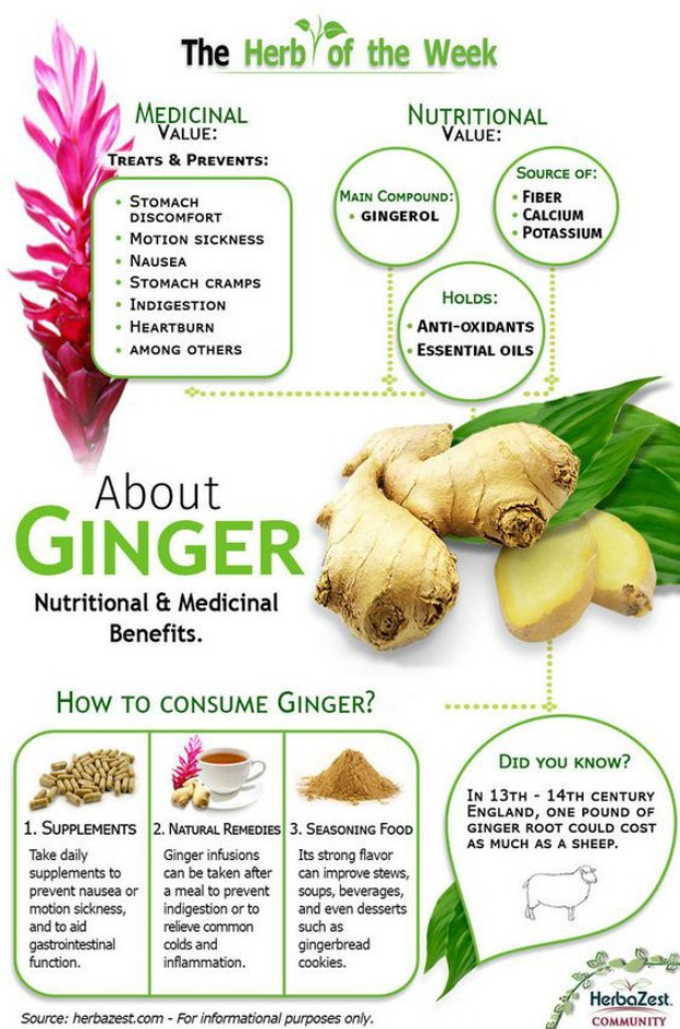 About Ginger 