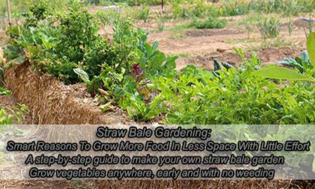 Straw Bale Gardening