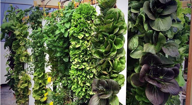 Vertical garden