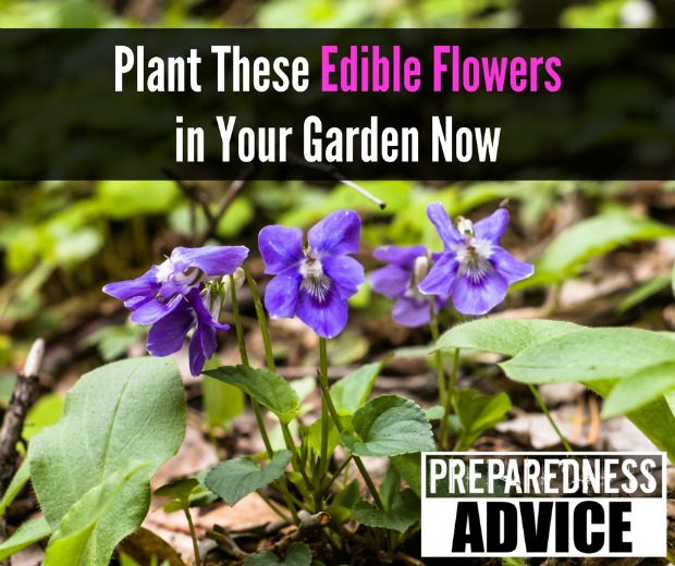 Edible-Flowers